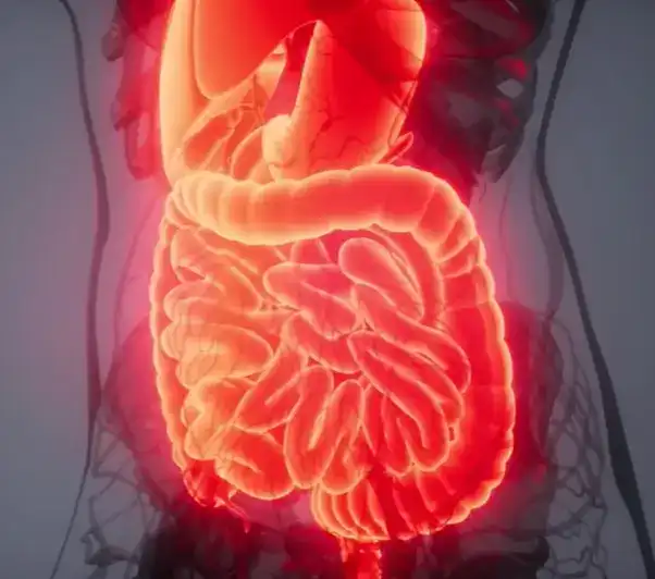 How Does BridPort Health Liver Support Work