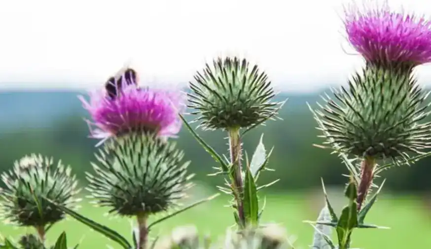 Milk Thistle